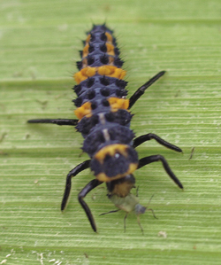  Photograph of ladybird larval stage. 
